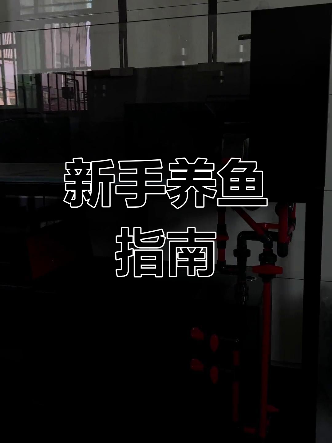兰寿泰狮鱼缸搭建,新手必看!