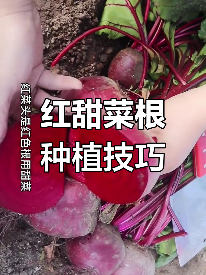 荷兰红甜菜根种植全攻略
