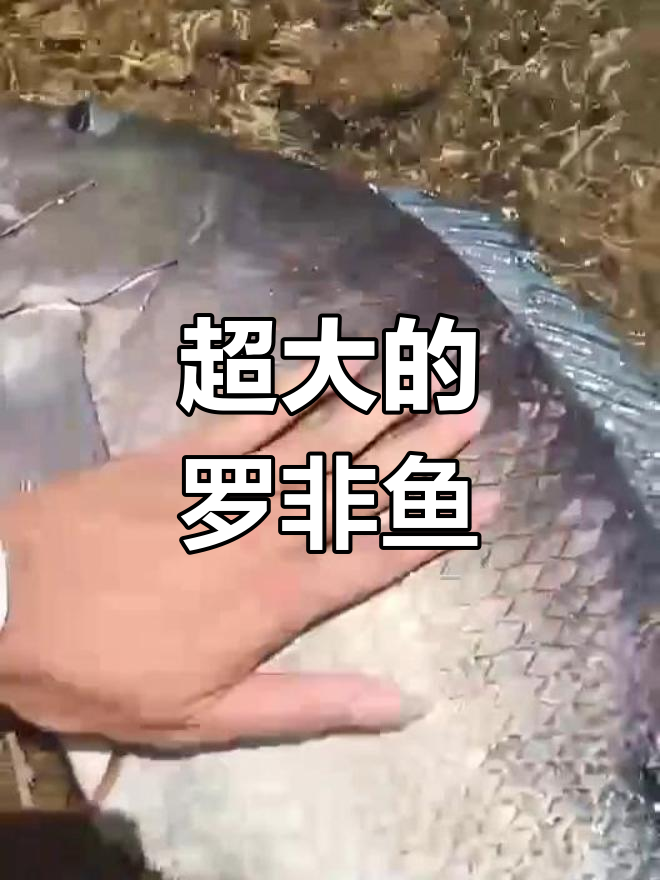 钓到超大罗非鱼,四十多公分长,十多斤重!