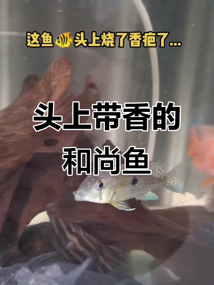 这只鱼头上烧了香疤,竟然成了和尚鱼!