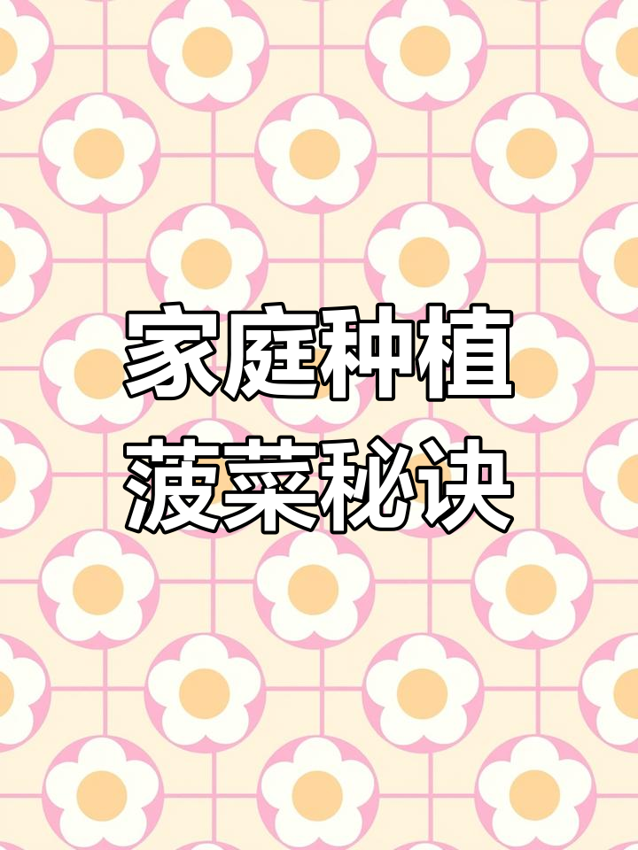 阳台种菜小技巧:如何催芽菠菜,提高发芽率