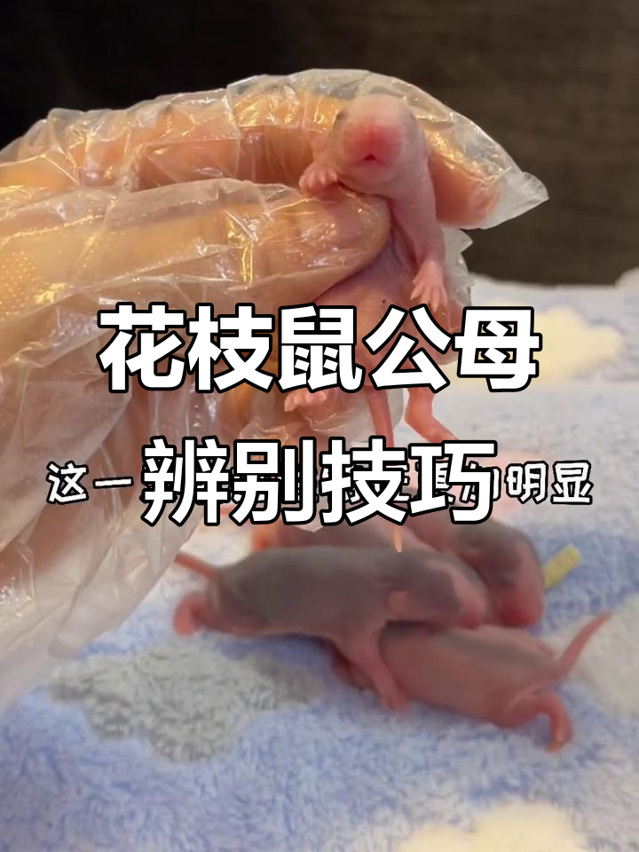 如何分辨花枝鼠公母,肚皮和生殖器官有玄机