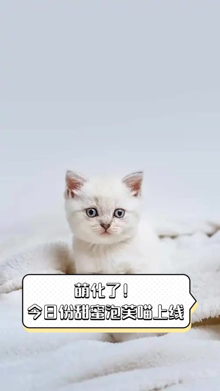 萌化了!今日份甜蜜泡芙喵上线