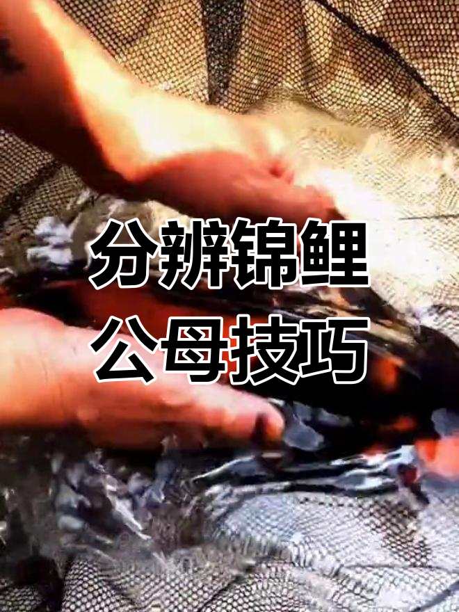 如何区分锦鲤公母?看体型、颜色和肌肉特征