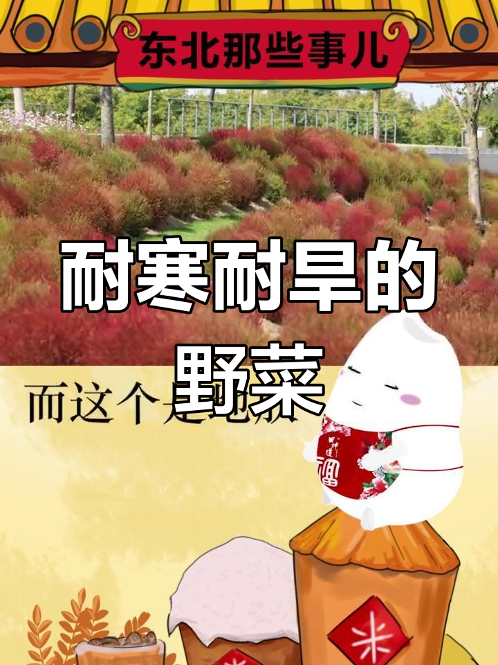 东北常见野菜介绍