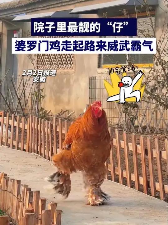 院子里最靓的“仔”,婆罗门鸡走路威武霸气