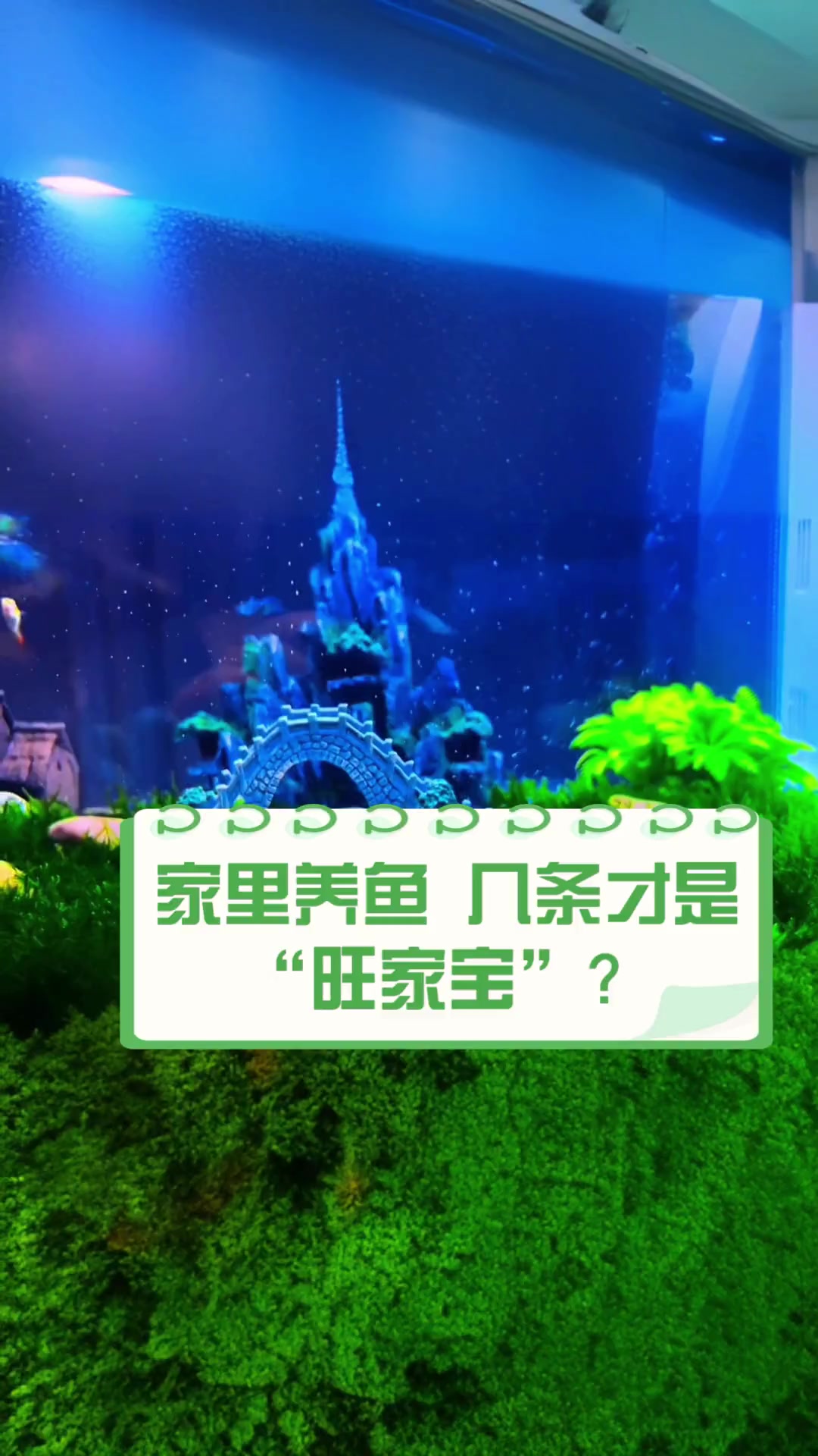 家里养鱼,几条才是“旺家宝”?
