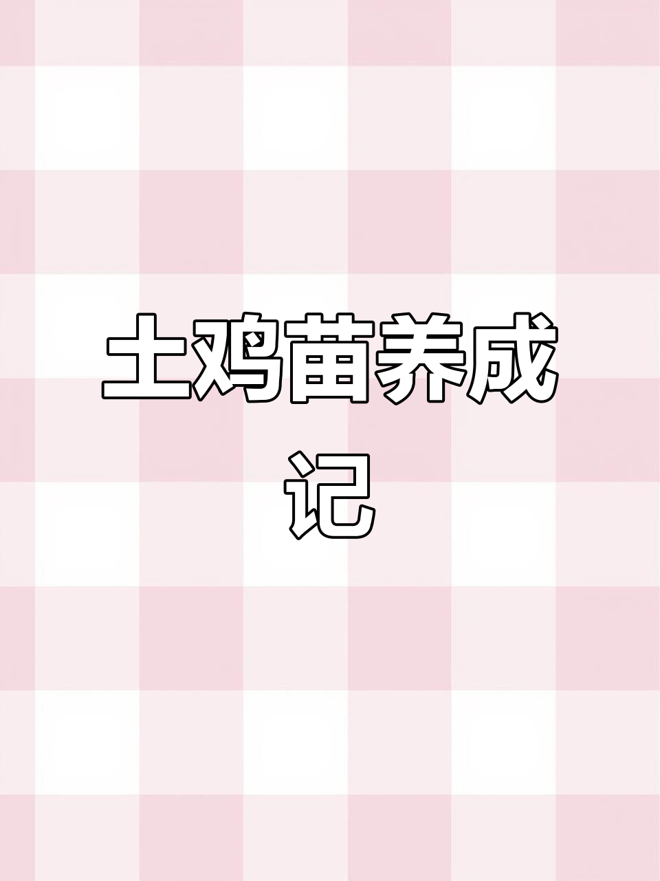 2000元土鸡苗养一年,竟然变这样!