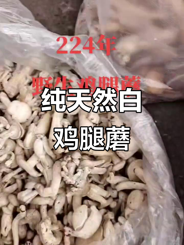 东北野生白鸡腿蘑,品质保证的天然美味