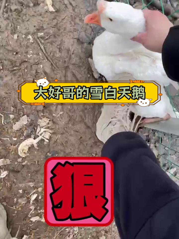 雪白大鹅表情包,抓捕行动开始