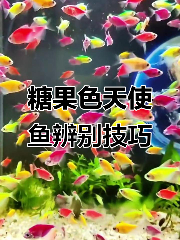如何分辨天使鱼与彩群鱼的真相,避免买到染色品种