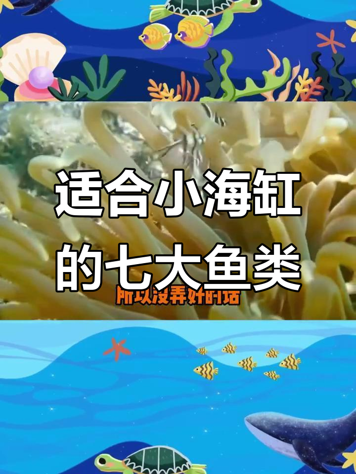 小海缸最适合养的七种鱼,第六名是巴黎天使