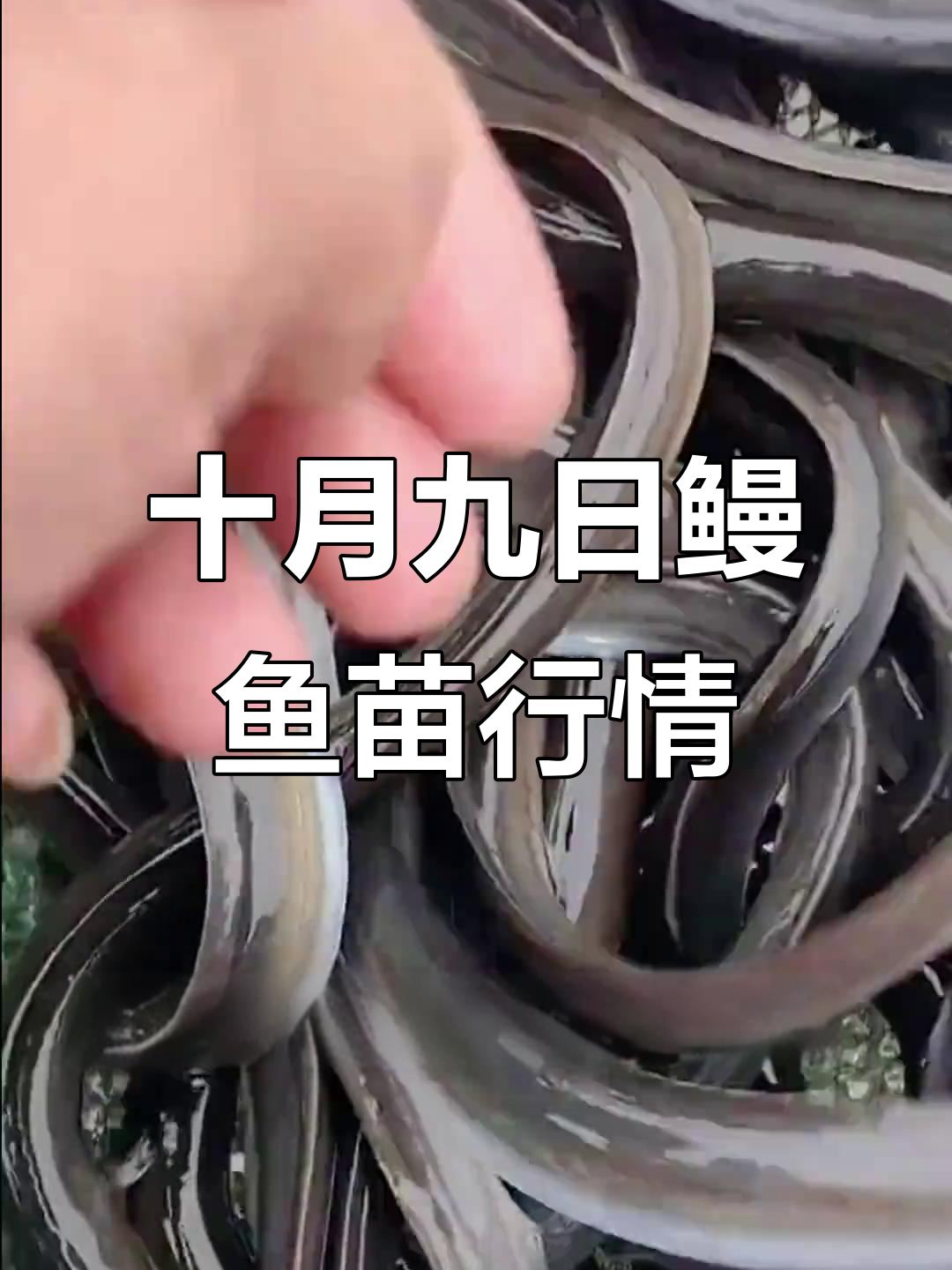 10月福建鳗鱼苗价格大揭秘:从小到中苗全解析