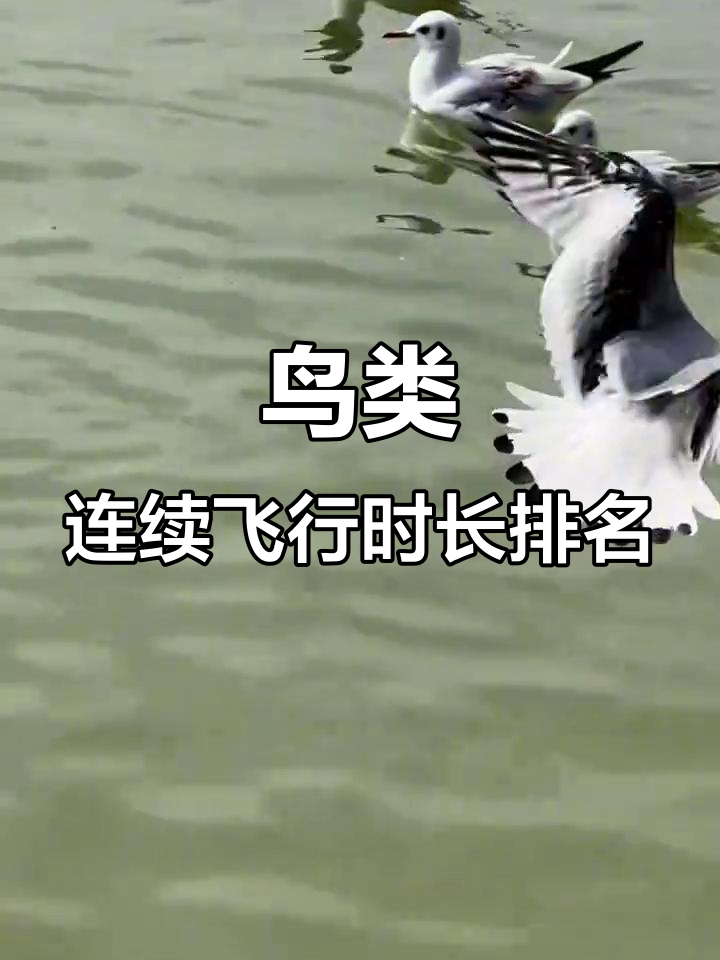 鸟类飞行极限大揭秘:哪些鸟能飞得最久?