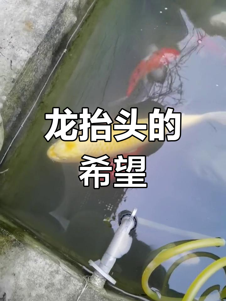 二月二,龙抬头,黄金鱼跃出水面,带来生机与希望