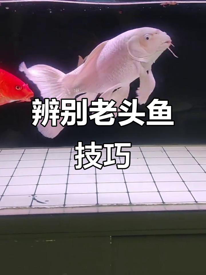 如何分辨老头鱼?蝴蝶鲤和普通鱼的差别