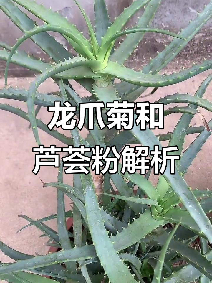 龙爪菊与木立芦荟的关系,原来是这样!
