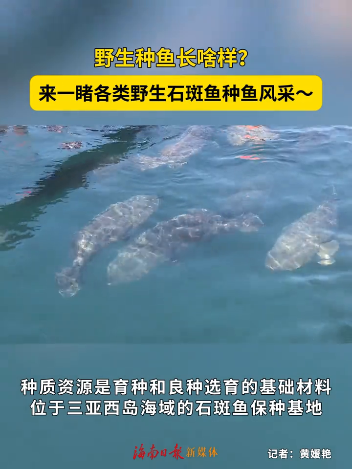 野生种鱼长啥样?来一睹各类野生石斑鱼种鱼风采