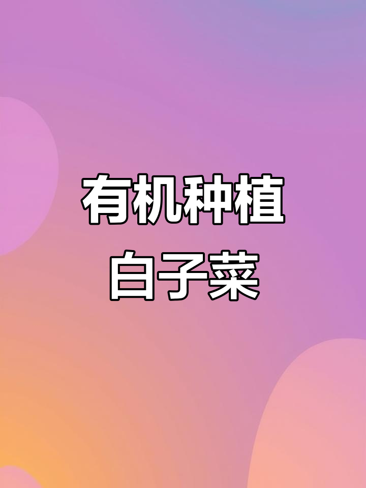 海山农科有机白子菜,天然胰岛素与多种营养素助力健康养生