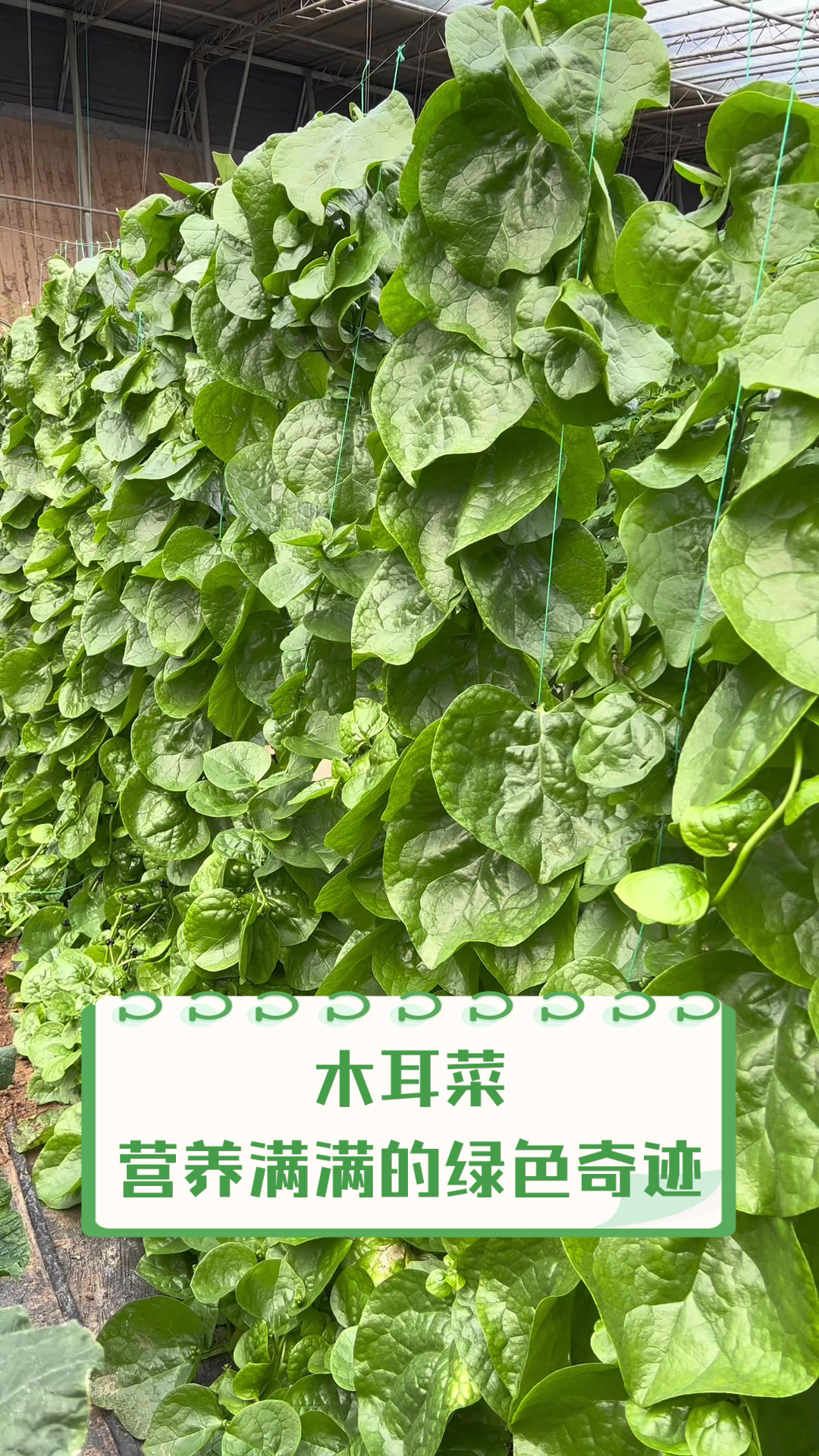 木耳菜,营养满满的绿色奇迹