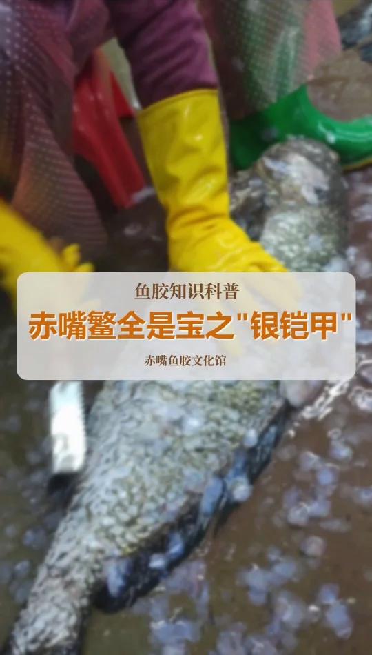 赤嘴鳘鱼胶好鱼鳞也是宝!