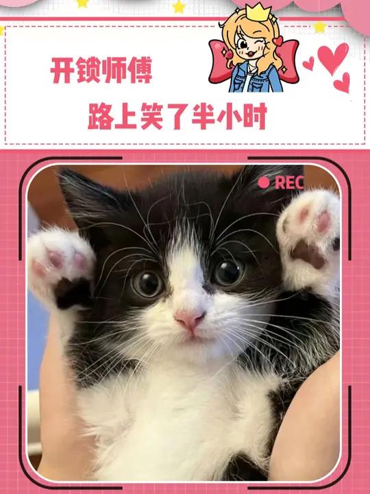 这不得叫开锁师傅蛐蛐一辈子啊 奶牛猫 人类的迷惑行为 猫咪 搞笑