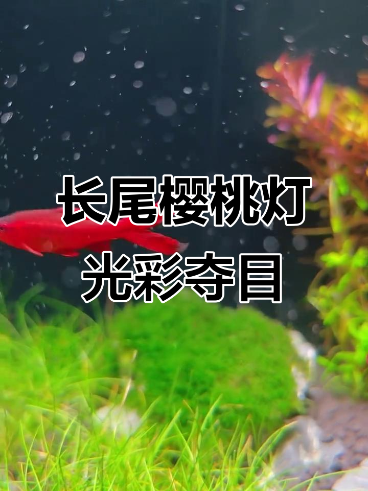 美丽长尾樱桃灯，点亮你的夜晚