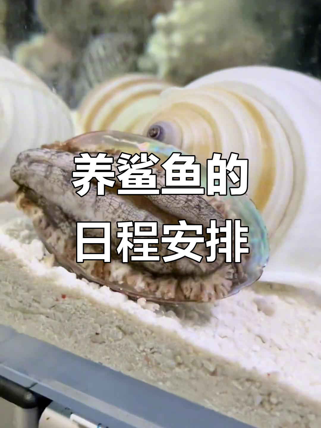 鲨鱼养殖计划正式启动,海缸变海鲜池!