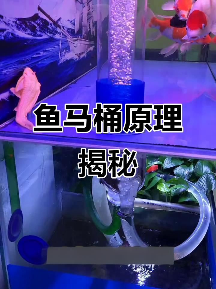 鱼马桶:粪便分离新系统,轻松解决下过滤问题