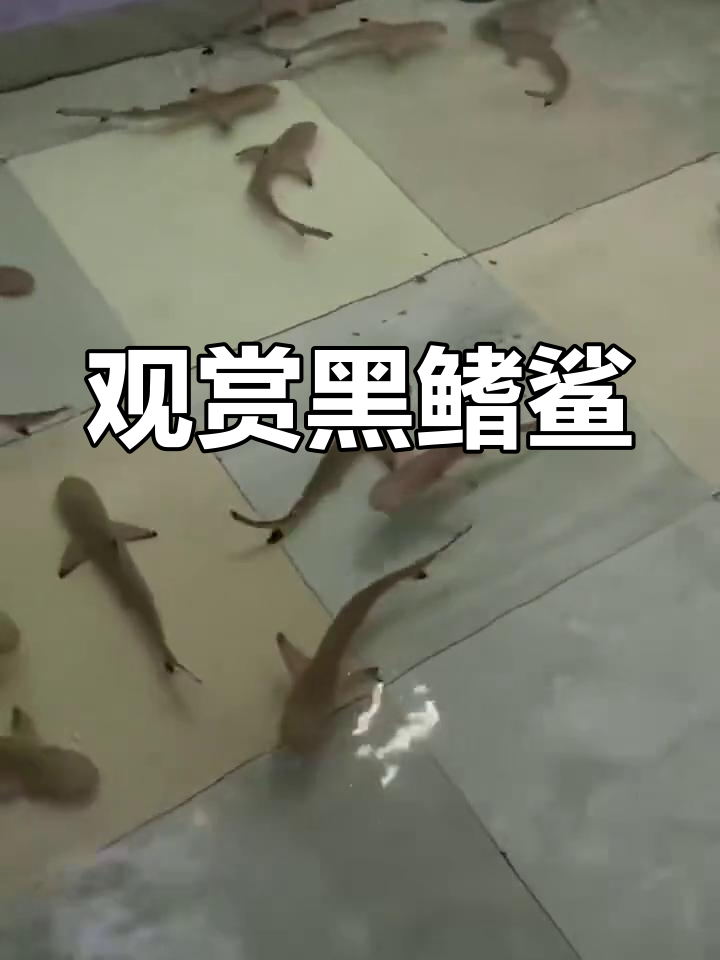黑鳍鲨与虎鱼共舞,海水世界的奇妙生物