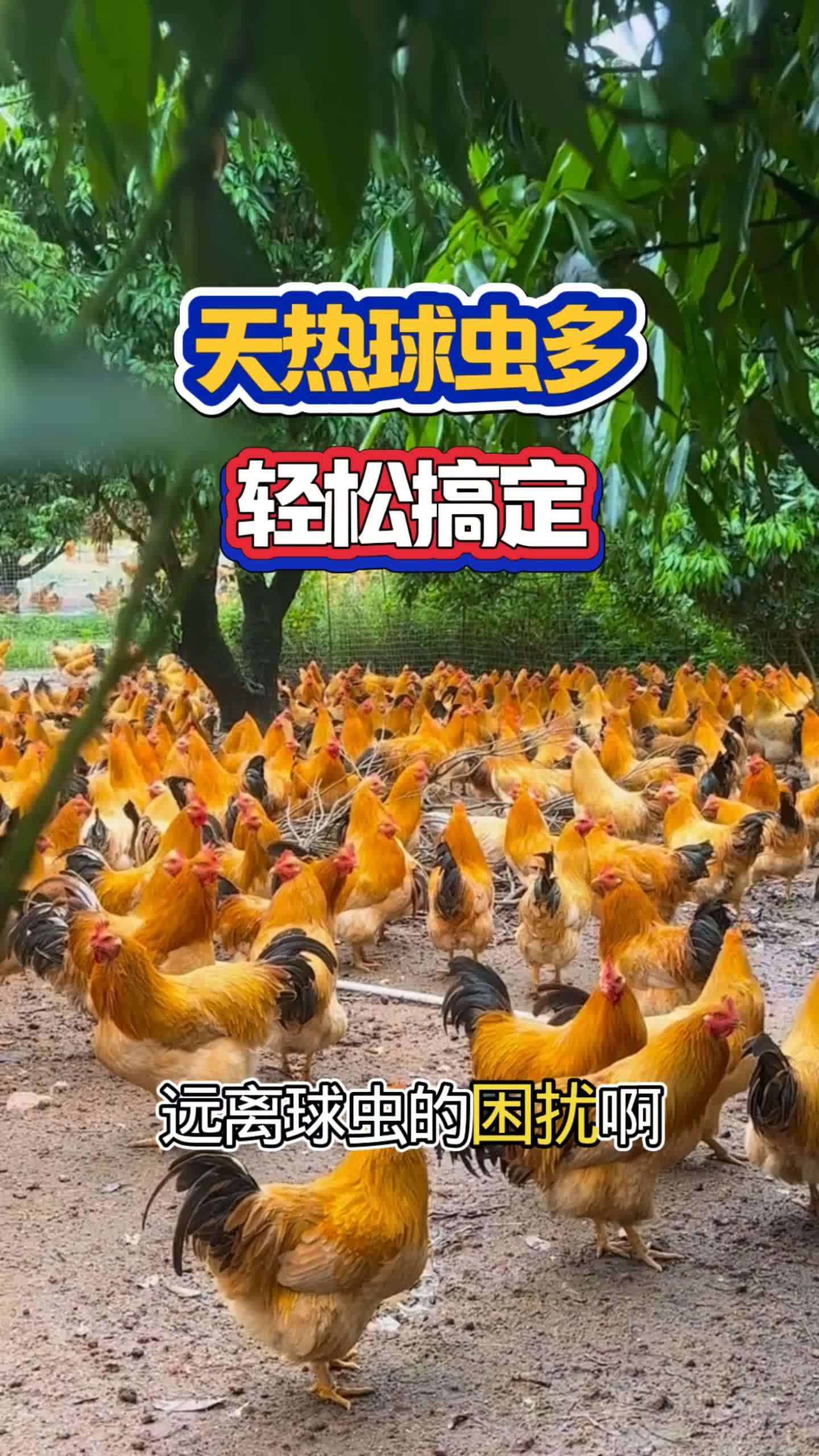 #养鸡 #散养土鸡生态养殖土鸡 #鸡鸭鹅养殖 #养鸡技术 #养鸡小妙招