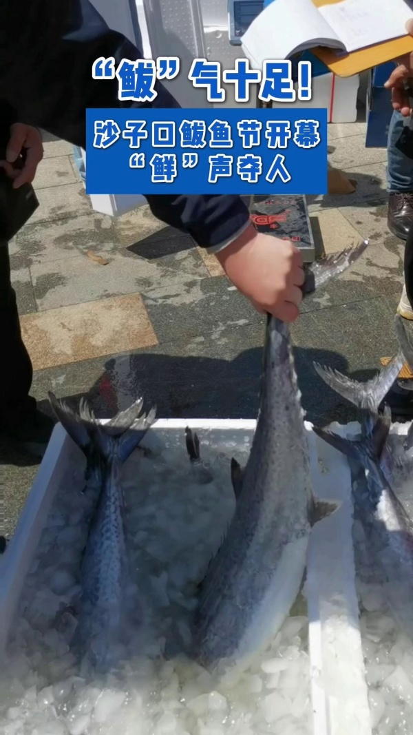 “鲅”气十足!沙子口鲅鱼节开幕,“鲜”声夺人