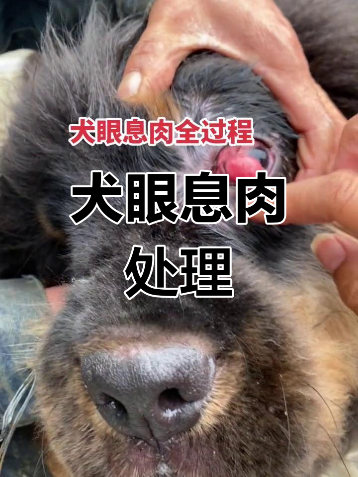 藏獒眼息肉剪除教程
