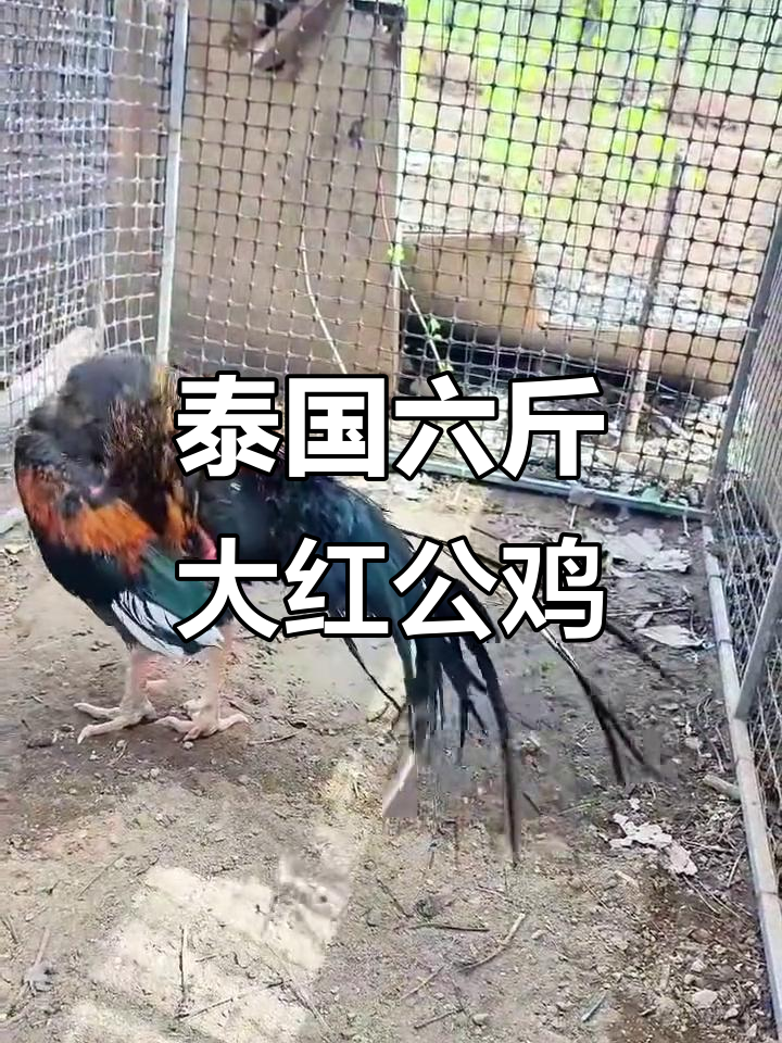 六斤重泰国金颈剑尾白沙公鸡,斗鸡爱好者必备