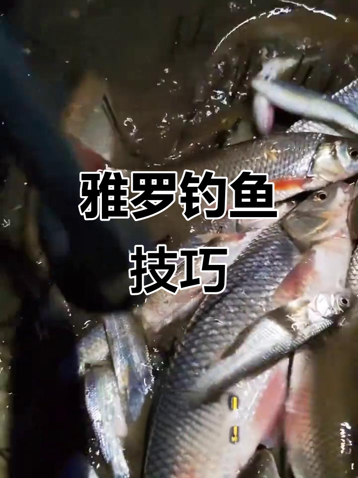 雅罗鱼钓法全解析：从用饵到找鱼的技巧大揭秘