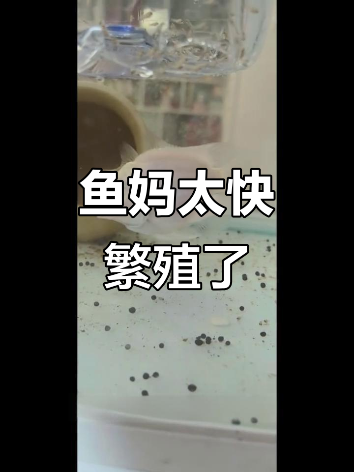 鱼妈妈刚产卵11天,又发现孕斑了!怎么办?