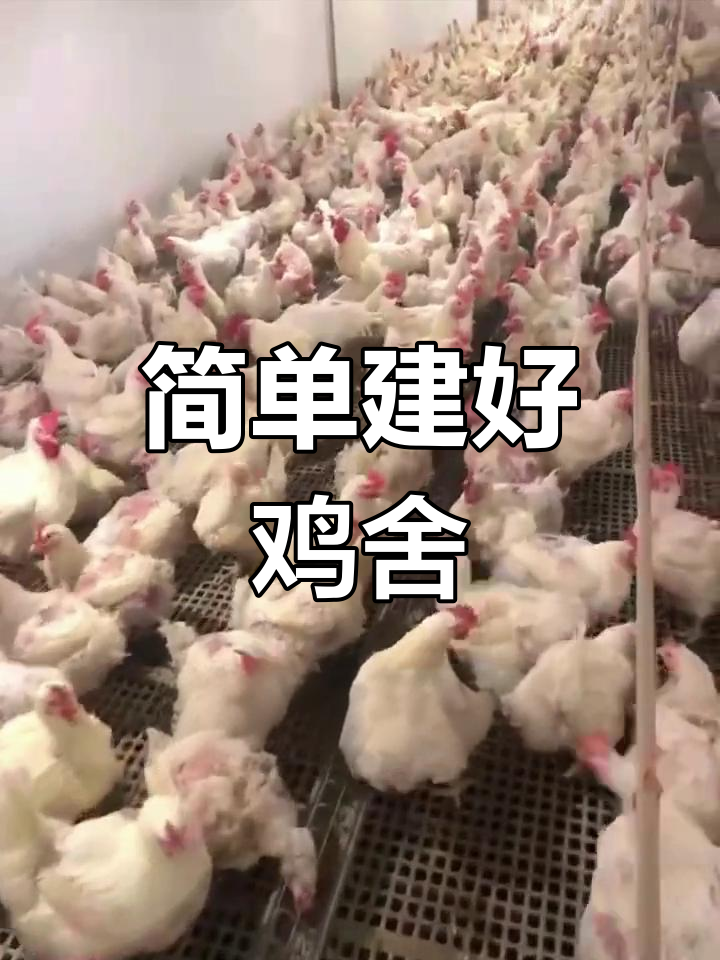 散养土鸡鸡舍搭建要点,轻松养殖