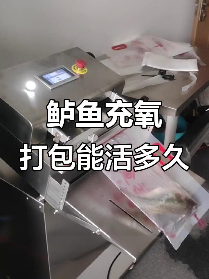 鲈鱼密封袋中能活多久?低温技巧延长存活时间
