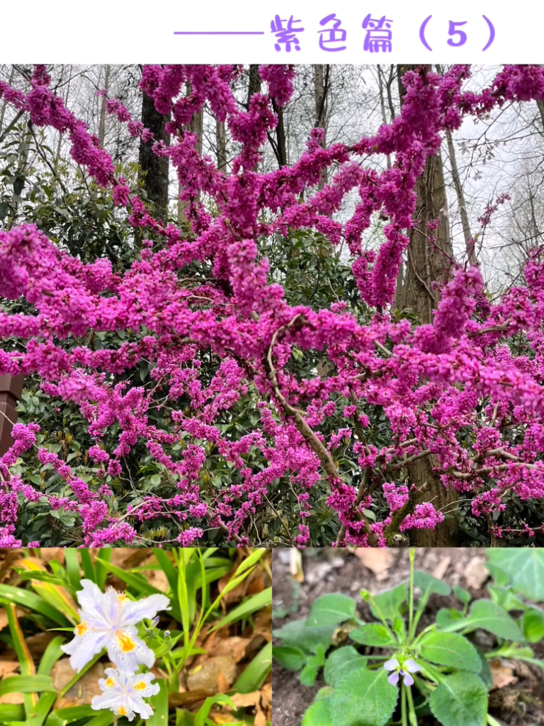 春天常见小花花叫什么名字?——紫色篇(5)