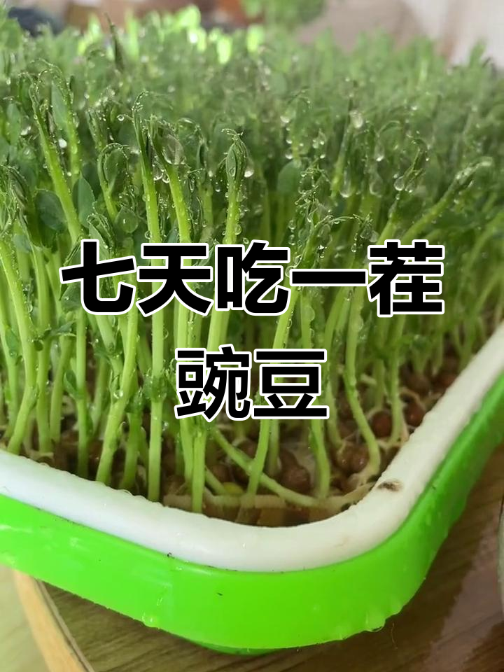 豌豆芽苗菜,7天收割一次