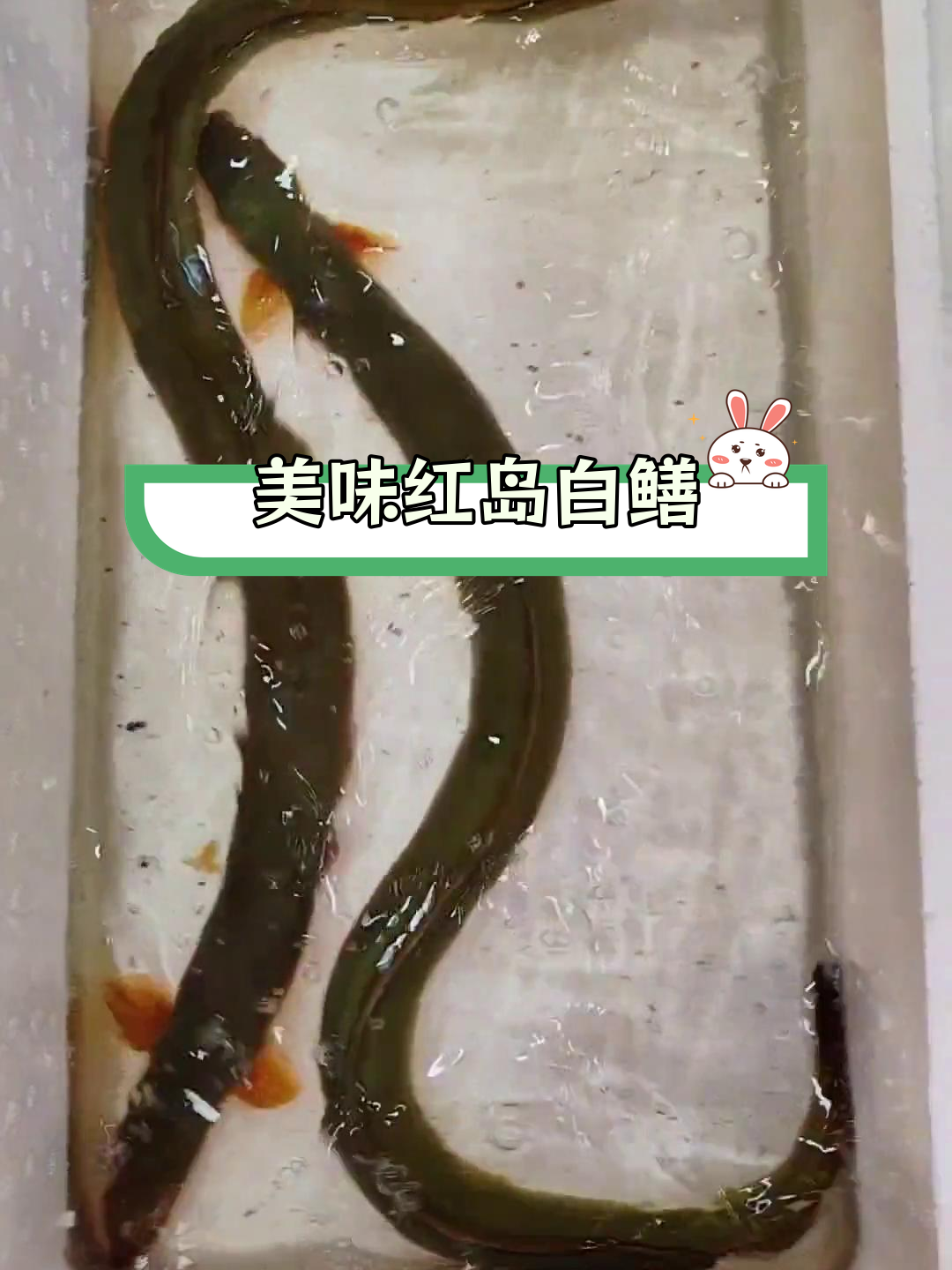 红岛白鳝鱼,做法独特