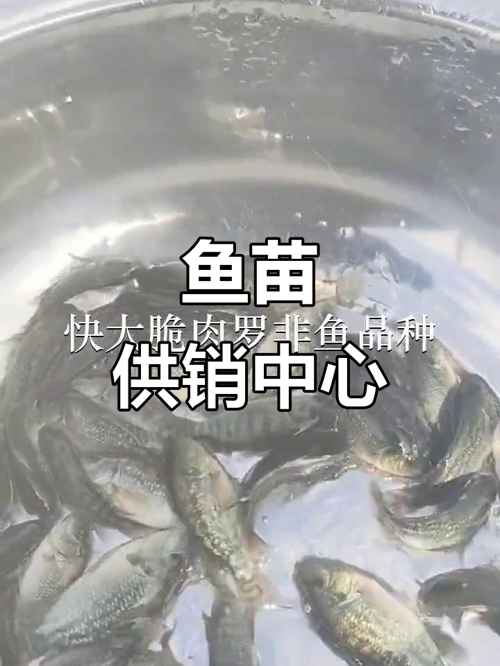 惠州与深圳鱼苗场,供应放生及各类鱼类