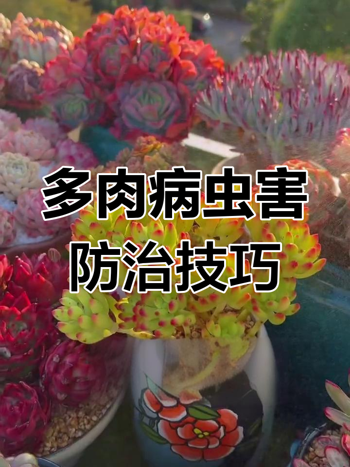 多肉植物常见病害防治全攻略,轻松搞定炭疽病、黑斑等