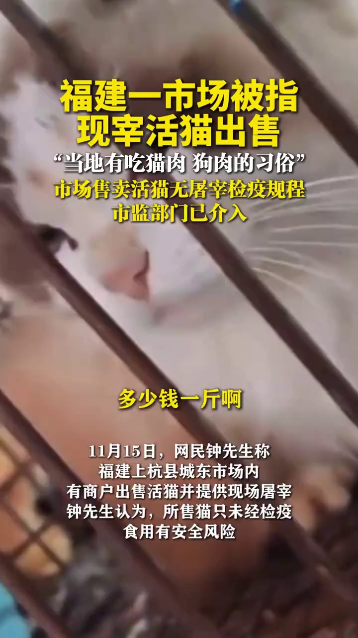 福建一市场被指现宰活猫出售,当地有吃猫肉、狗肉的习俗,市监部门已介入