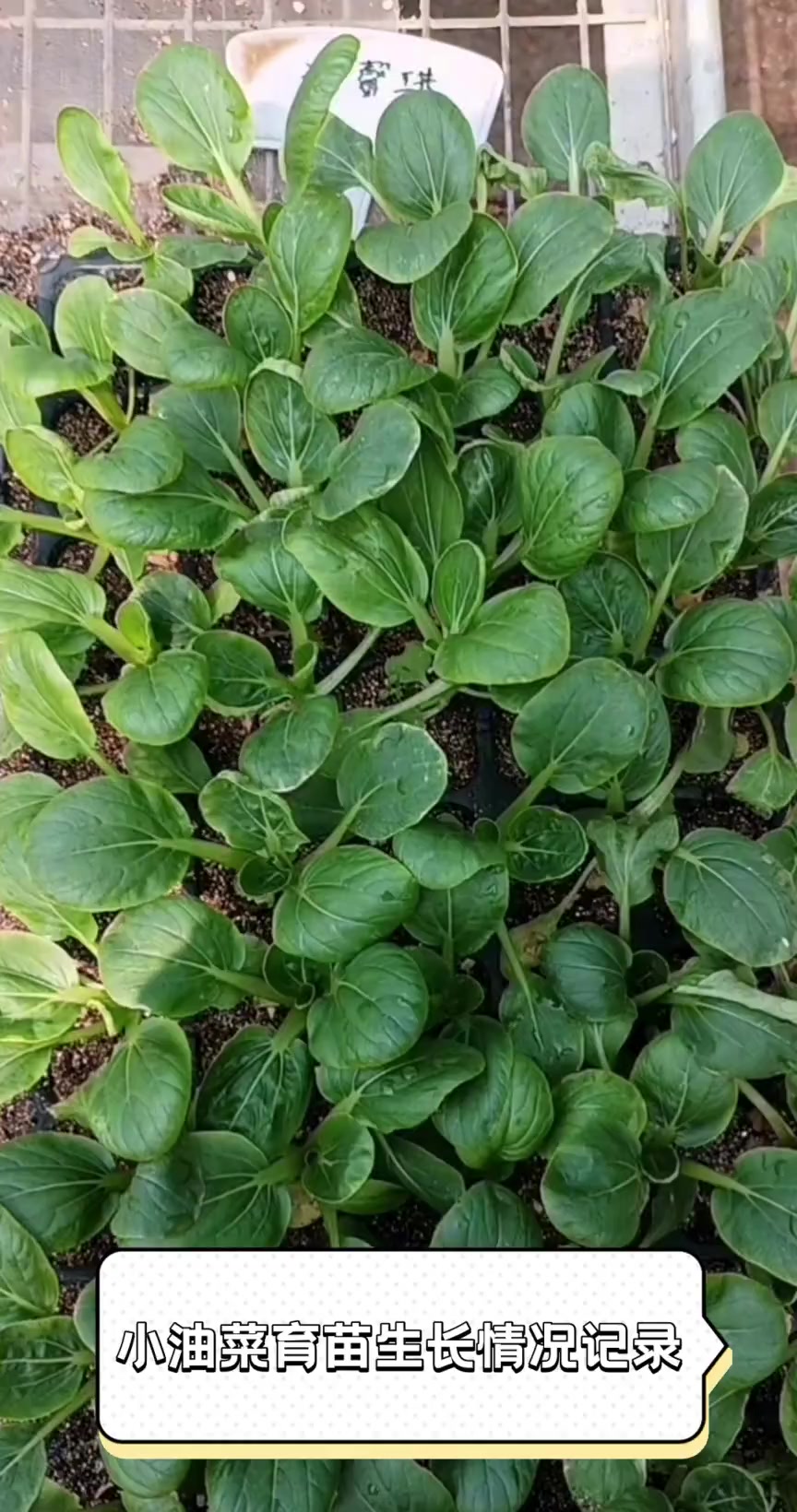 小油菜育苗生长情况记录