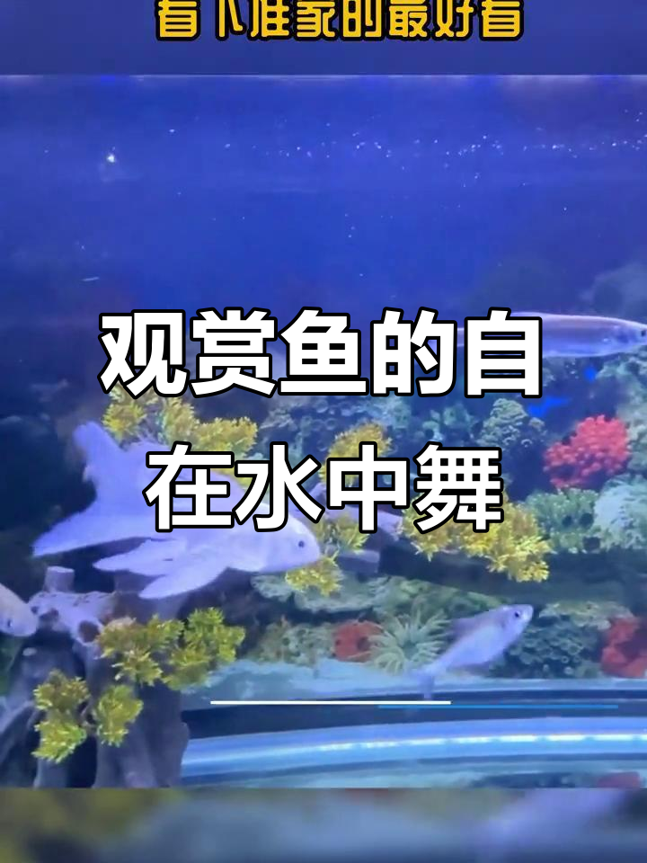 鱼缸里的海洋世界,鱼儿自由游动展示自然之美