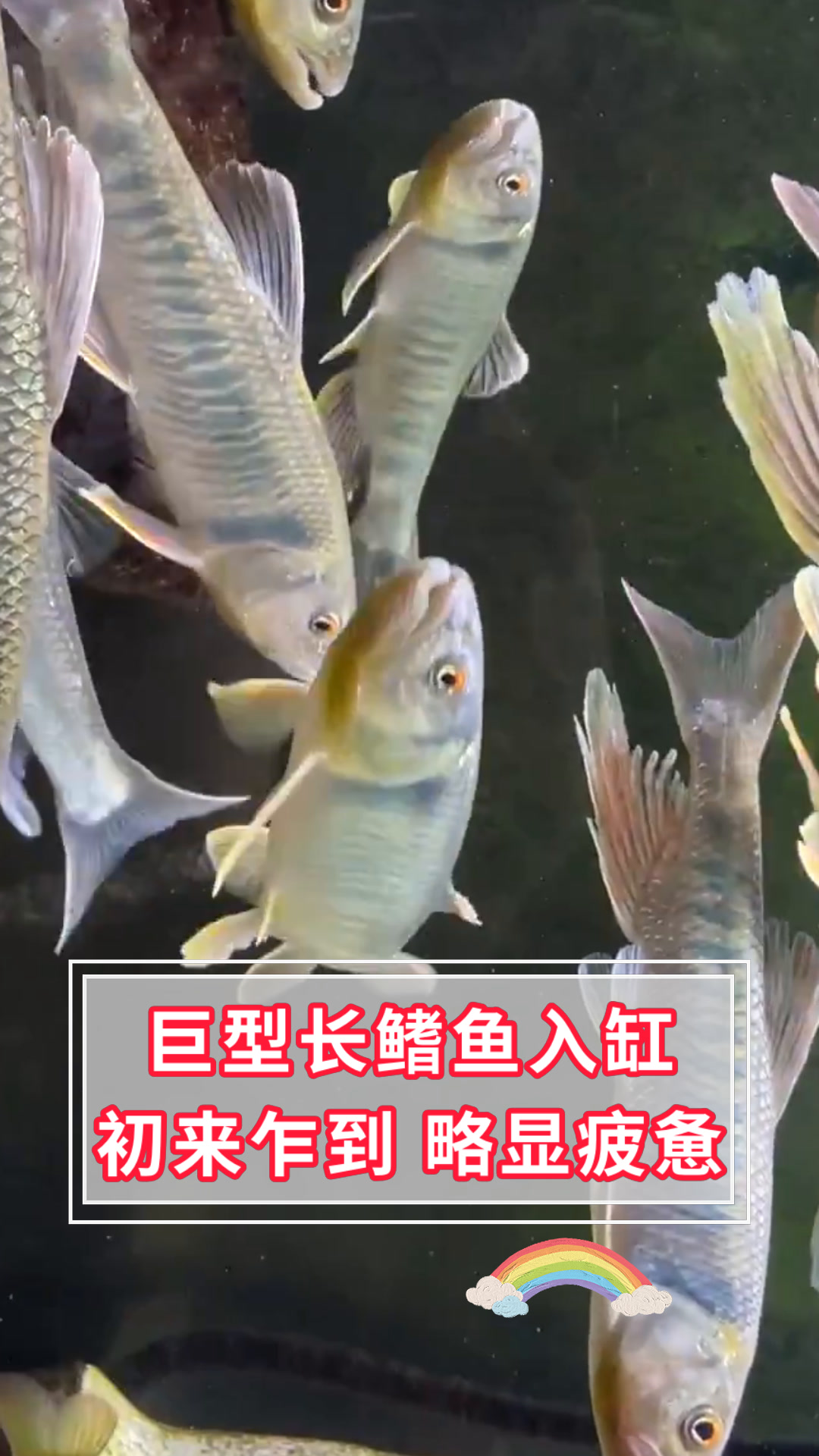 巨型长鳍鱼入缸初来乍到 略显疲惫