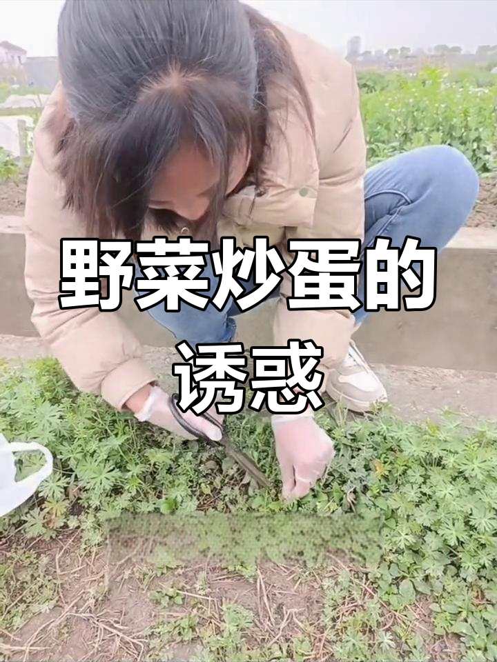 野菜炒蛋,清香扑鼻,素食也能超越肉味!