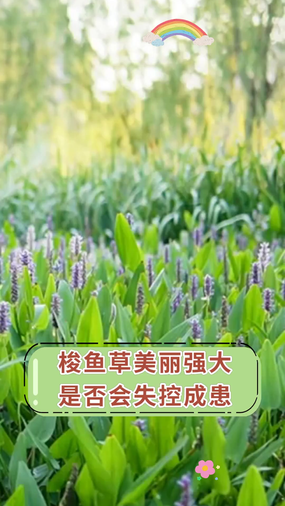 梭鱼草美丽强大 是否会失控成患