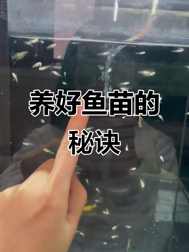 鱼苗养殖的关键:保持水温稳定,避免喂食过多